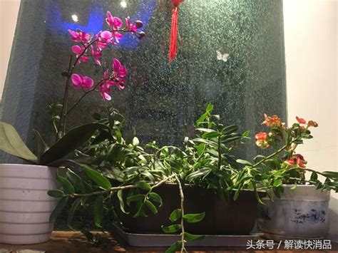 白色蘭花招財|【蘭花風水】蘭花風水「一命、二運」！客廳擺放蘭花注意這些禁。